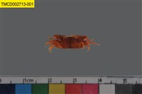 藏品(角眼切腹蟹)的圖片